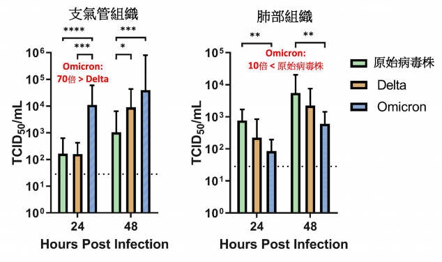 HKUMed finds Omicron SARS-CoV-2 can infect faster and better than Delta in human bronchus but with less severe infection in lung
